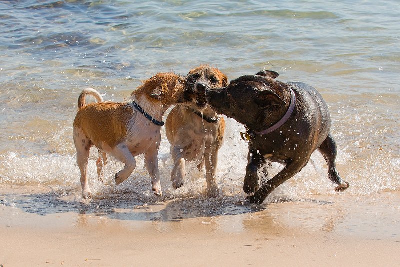 3 dogs 1 stick.jpg